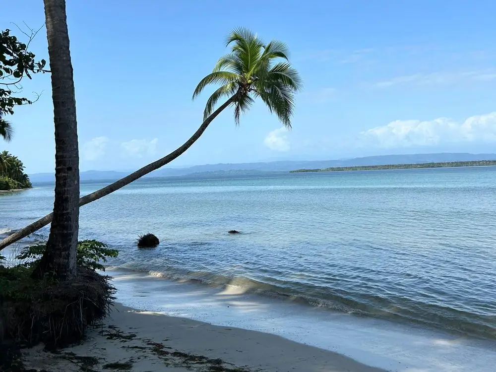 Palmera inclinada sobre el mar en Bocas del Toro