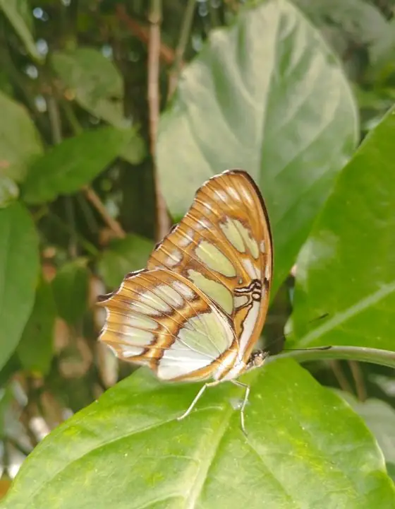 Mariposa sobre una hoja en la selva
