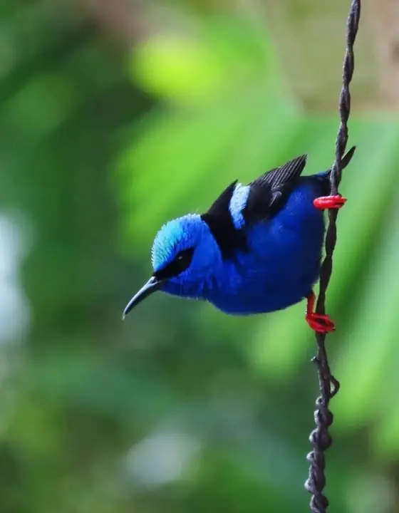 Mielero patirrojo, pájaro azul de Panamá