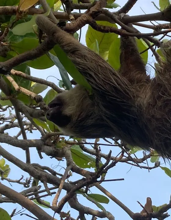 Perezoso colgado de las ramas de un árbol