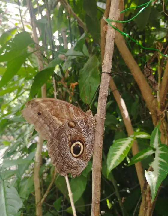 Mariposa búho posada en una rama