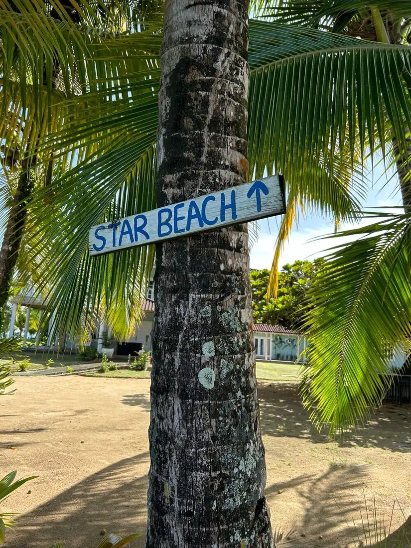 Cartel pintado a mano de Star Beach en el tronco de una palmera