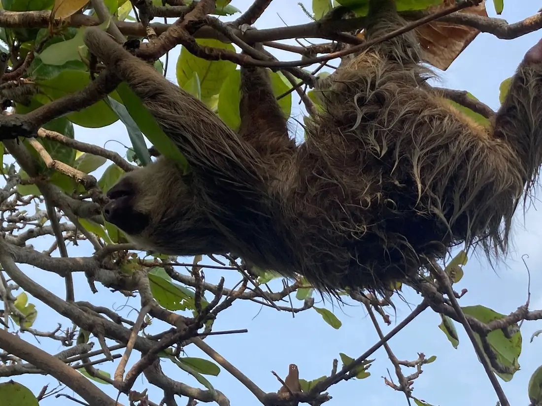 Perezoso colgado de las ramas de un árbol