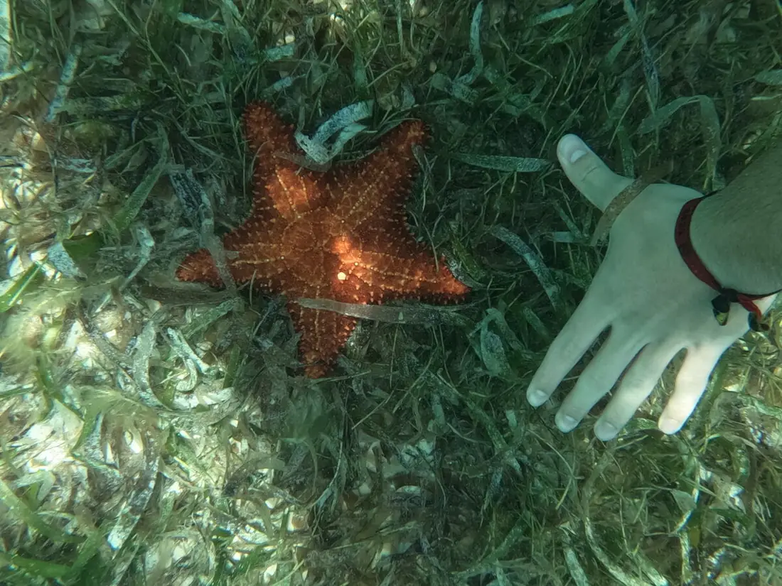 Estrella de mar naranja en el fondo marino junto a la mano de un bañista