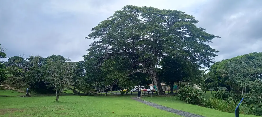 Gran árbol tropical en un parque de césped verde