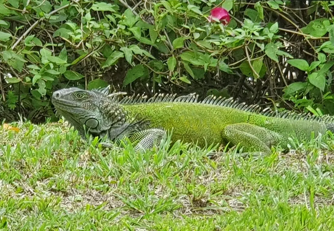 Iguana verde tomando el sol sobre la hierba