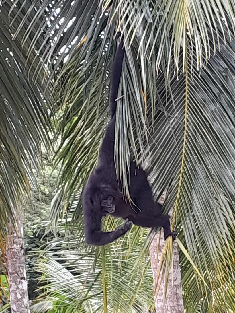 Mono colgado de las hojas de una palmera