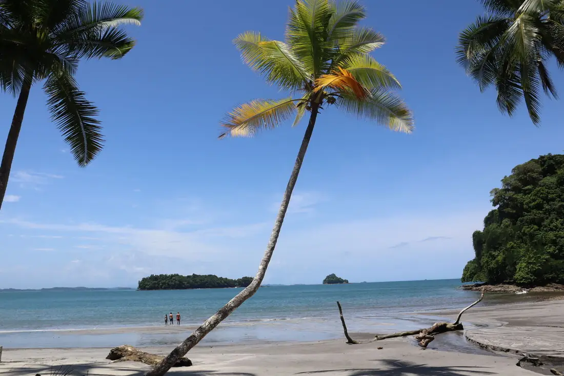 Palmera inclinada sobre una playa con islotes verdes en el horizonte