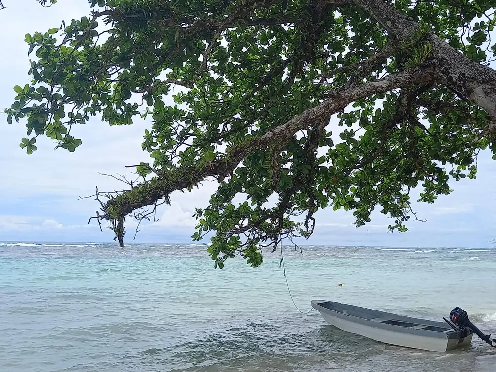 Barca bajo un árbol en una playa de Bocas del Toro